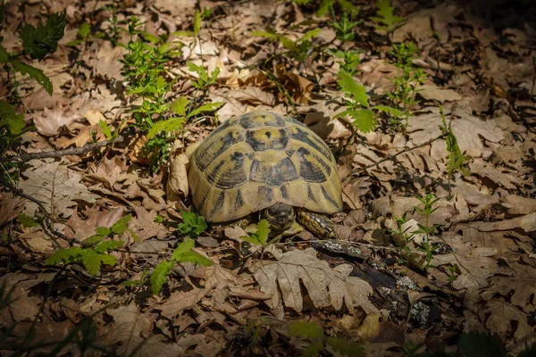 Дика черепаха в природному середовищі проживання — стокове фото