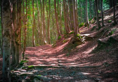 Orman ağaçları. doğa yeşil ahşap güneş ışığı arka planı