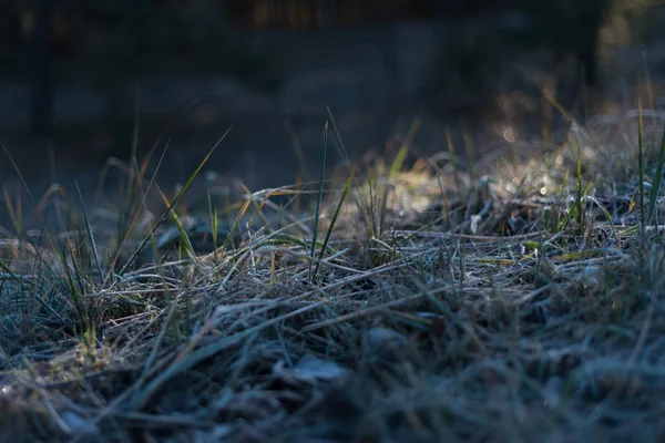 hoarfrost, kış arka plan ile kaplı çim Close-Up