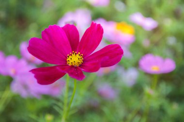 Bahçede (evren Bipinnatus evren çiçek pembe)