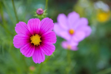 Bahçede (evren Bipinnatus evren çiçek pembe)
