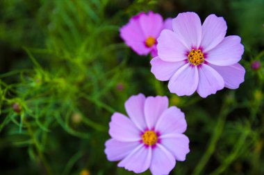 Bahçede (evren Bipinnatus evren çiçek pembe)