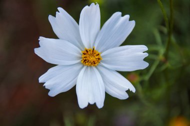 Cosmos çiçek (Cosmos Bipinnatus) ile arka plan bulanık