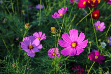 Bahçede (evren Bipinnatus evren çiçek pembe)