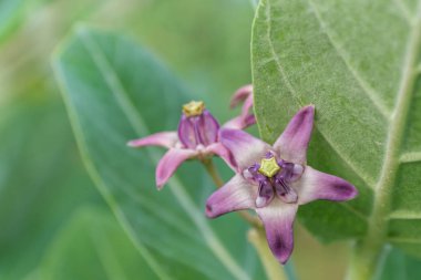 Taç çiçek. Dev Hint süt kardeş. (Bilimsel adı: Calotropis kızgözü).