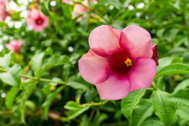 Sabah saat pembe Allamanda çiçeklenir