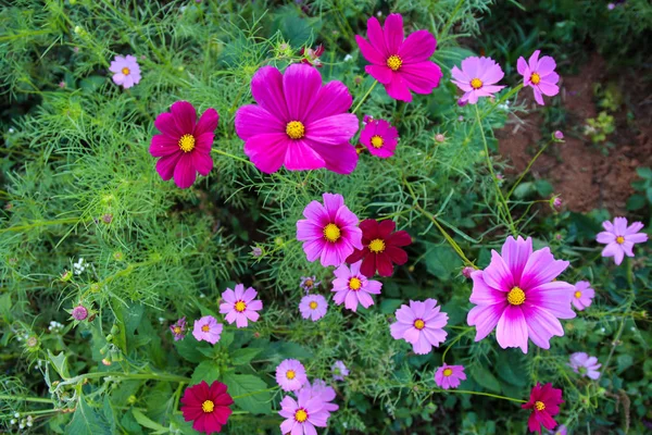 Pink Cosmos flowers in the garden, (Cosmos Bipinnatus)