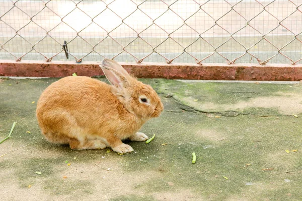 tavşan tavşan yemek yeme doğa Hayvanat Bahçesi, Tayland