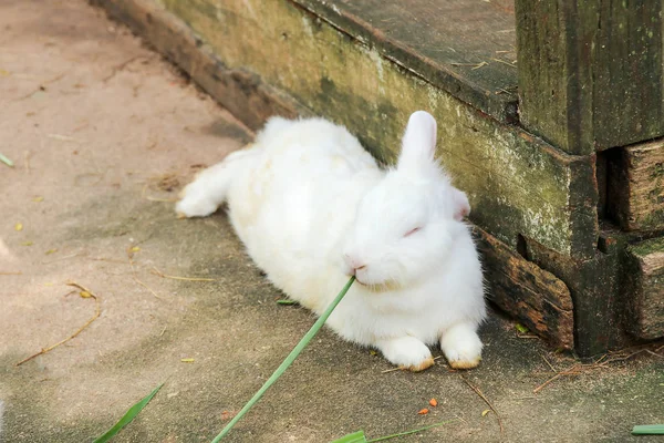 tavşan tavşan yemek yeme doğa Hayvanat Bahçesi, Tayland