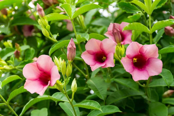 Sabah saat pembe Allamanda çiçeklenir