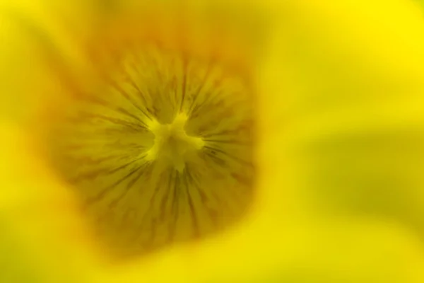Pyl květin Allamanda včas ráno — Stock fotografie