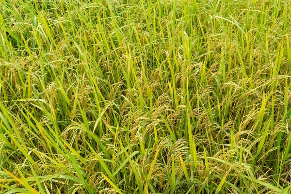 Orelha de arroz paddy em campos de arroz — Fotografia de Stock