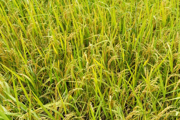 Αυτί του αναποφλοίωτου ρυζιού σε ρύζι πεδία — Φωτογραφία Αρχείου