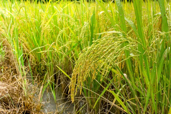 A hántolatlan rizs mezők fül — Stock Fotó