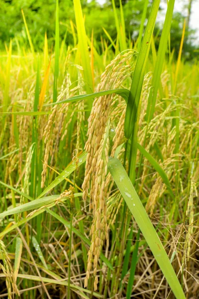 Orecchio di risone in risaie — Foto Stock