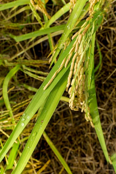 Orecchio di risone in risaie — Foto Stock