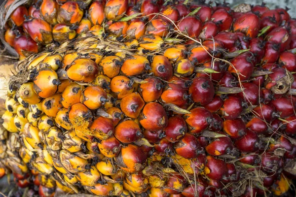 Close up of fresh palm oil seeds — Stock Photo, Image