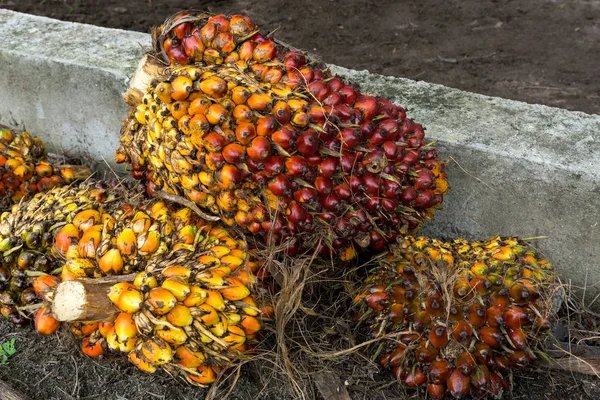 Close up of fresh palm oil seeds — Stock Photo, Image