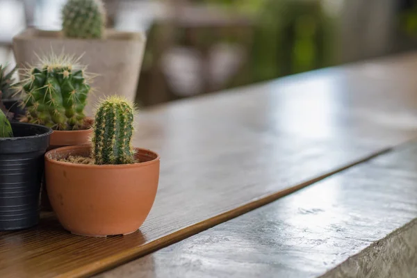Tencerede ev için güzel kaktüs süsleyin. Aralık için mini bitki