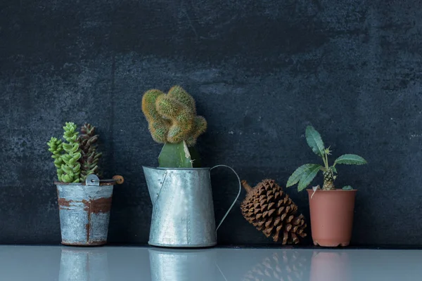 Kaktüs ve etli tablo ve boşaltmak teneke tencerede.