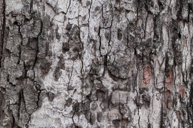 Ağaç kabuğu arka plan, gövde doku.