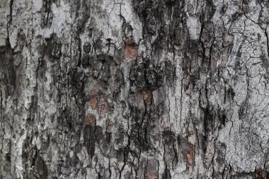 Ağaç kabuğu arka plan, gövde doku.