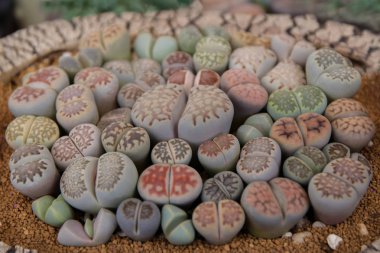 Çeşitli lithops otzeniana, hallii