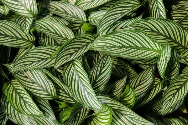 Arka plan, yeşil ve Beyaz yaprakları için yeşil yaprak.