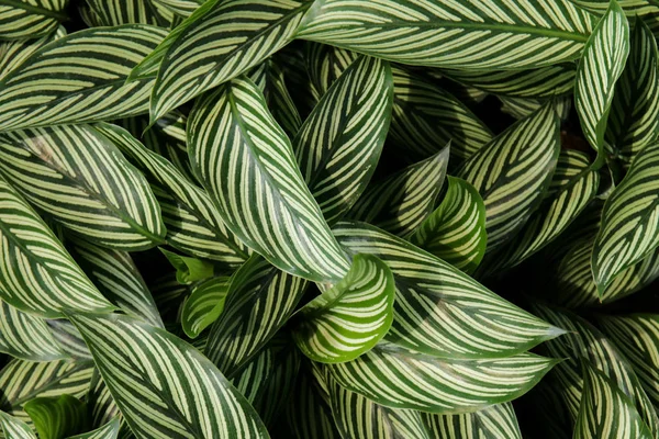 Arka plan, yeşil ve Beyaz yaprakları için yeşil yaprak.