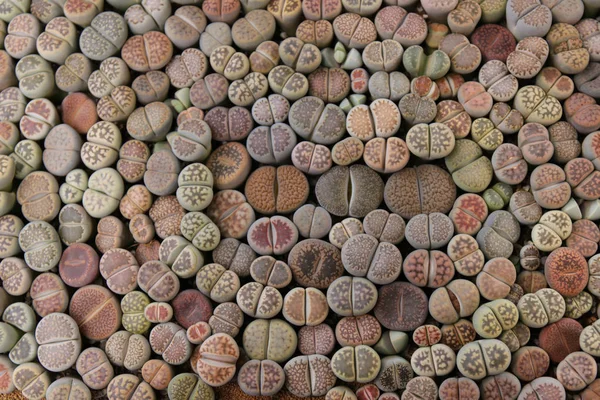 Çeşitli lithops otzeniana, hallii
