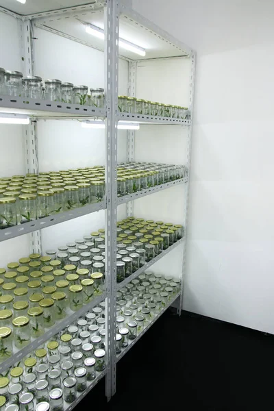水土保持植物实验室货架上的植物组织培养 — 图库照片