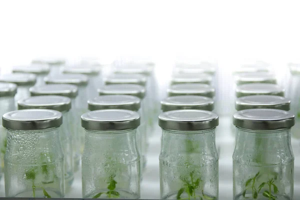 Plant tissue culture on shelf in  Plant laboratory for Conservat