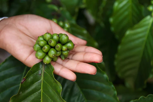 Kadın el ağacında ham kahve.