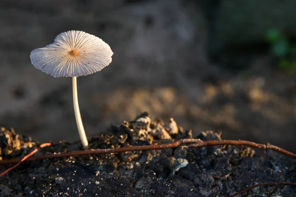 Güneş ışığı ile eski ağaç kütüğü üzerinde büyüyen mantar