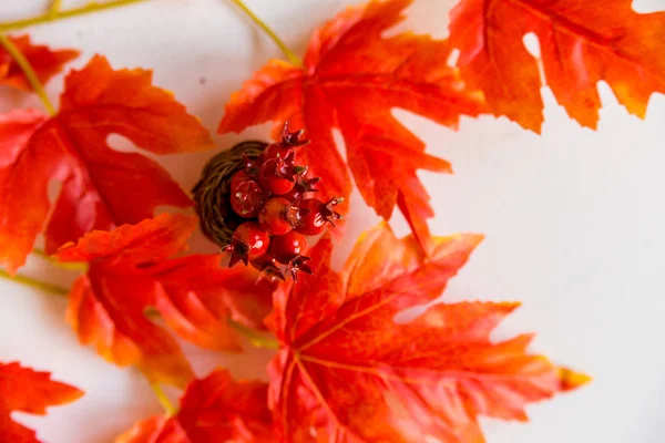 Hawthorn in vase and red maple leaves fall concept