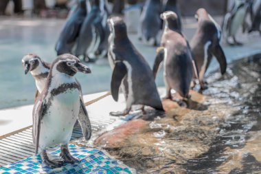 Islak zeminde penguenler standı