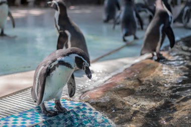 Islak zeminde penguenler standı