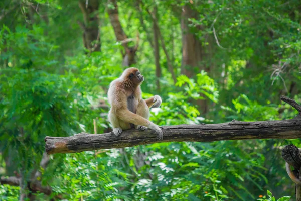 Gibbons zat op het hout. — Stockfoto