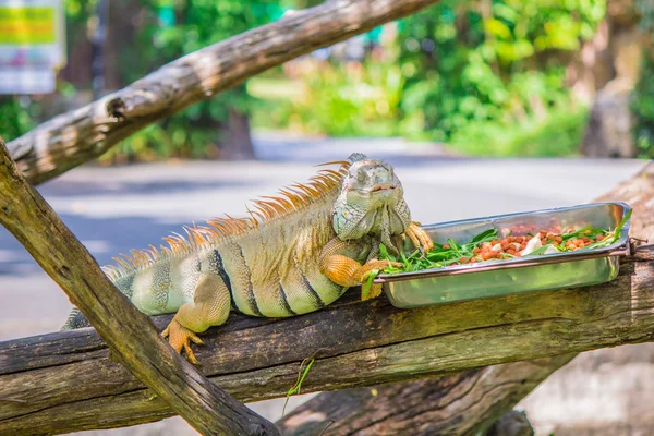 Camaleão e comida . — Fotografia de Stock