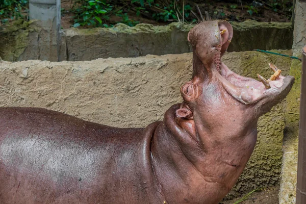 Hippo comer legumes . — Fotografia de Stock