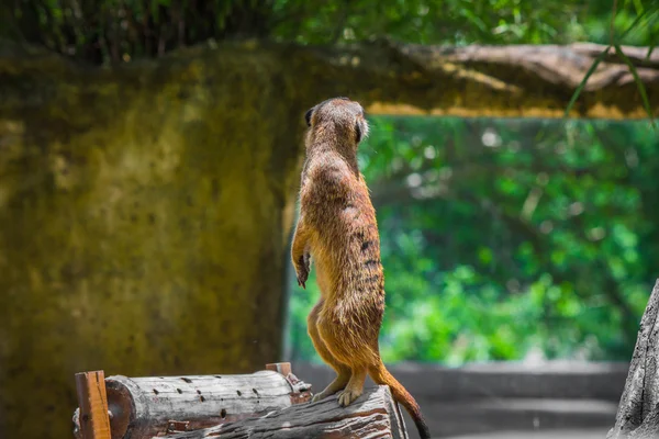 Meerkat em pé sobre uma madeira . — Fotografia de Stock