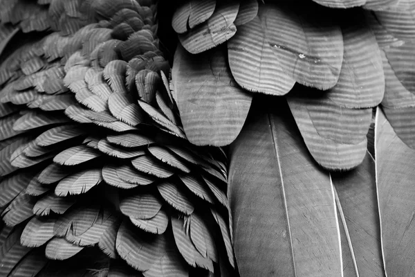 Background pattern of black feathers.