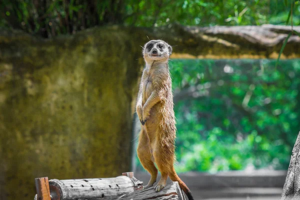Meerkat em pé sobre uma madeira . — Fotografia de Stock
