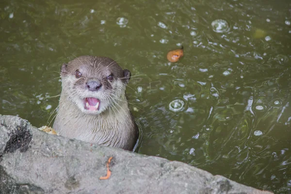 Otter in acqua. — Foto Stock