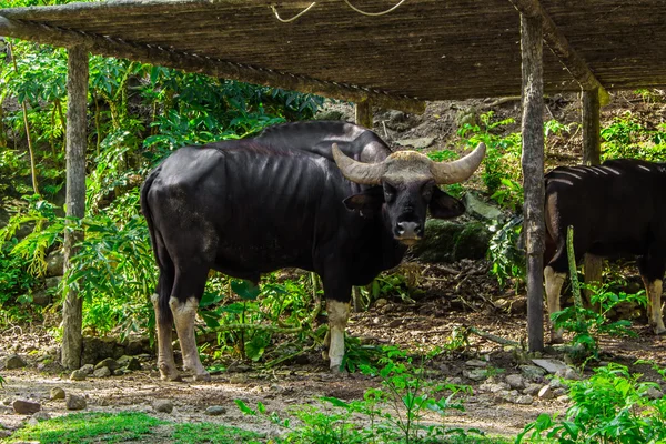 İnek ve güneş ışığı.