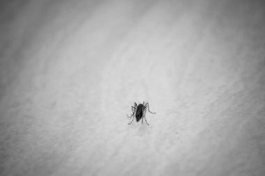 Yerde sivrisinek var..