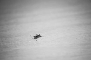 Yerde sivrisinek var..