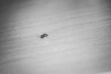 Yerde sivrisinek var..