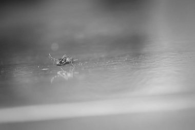 Yerde sivrisinek var..