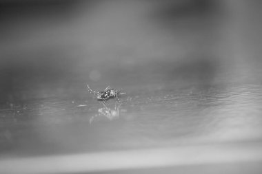 Yerde sivrisinek var..